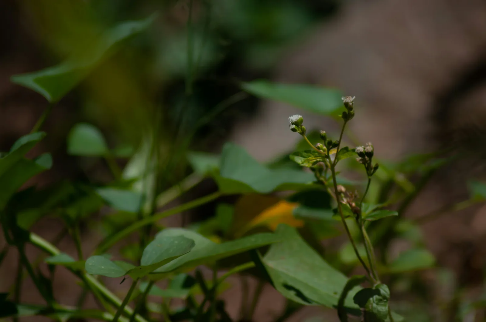 Tworzenie niedrogich stron internetowych w Powiat szczecinecki